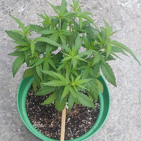Special Kush #1 growlog timeline photo