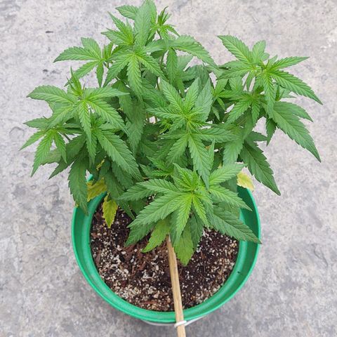 Special Kush #1 growlog timeline photo