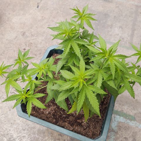 Special Kush #1 growlog timeline photo