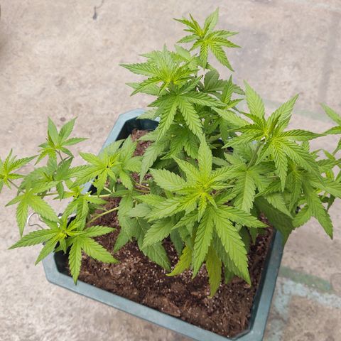 Special Kush #1 growlog timeline photo