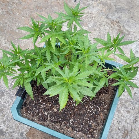 Special Kush #1 growlog timeline photo