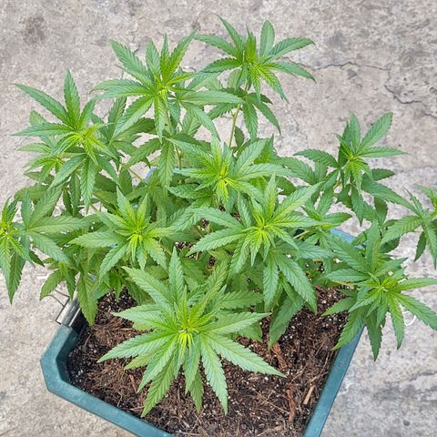 Special Kush #1 growlog timeline photo