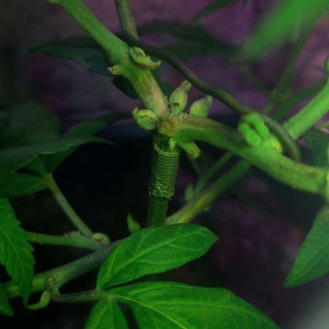 Special Kush #1 growlog timeline photo