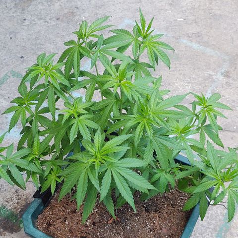 Special Kush #1 growlog timeline photo