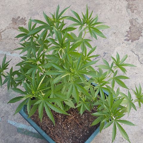 Special Kush #1 growlog timeline photo