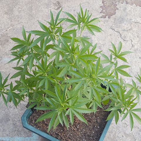 Special Kush #1 growlog timeline photo