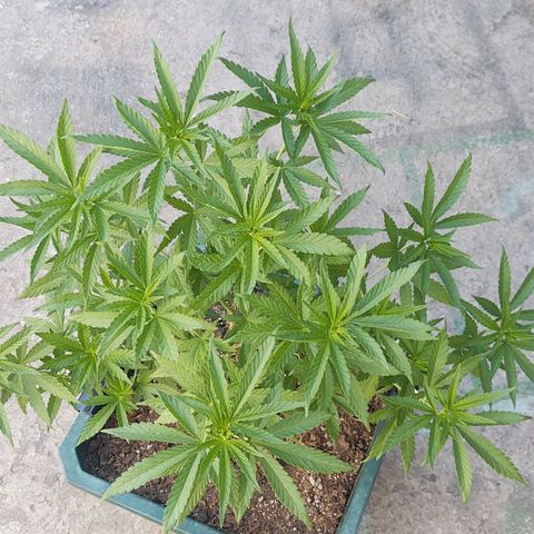 Special Kush #1 growlog timeline photo