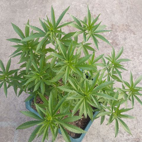 Special Kush #1 growlog timeline photo