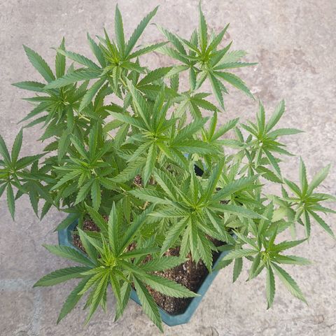 Special Kush #1 growlog timeline photo