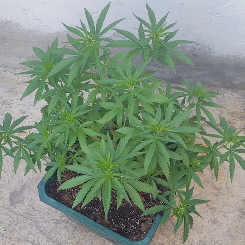 Special Kush #1 growlog timeline photo
