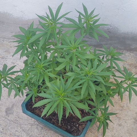 Special Kush #1 growlog timeline photo
