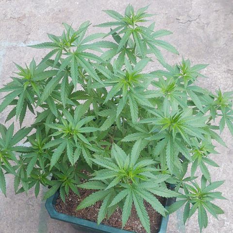 Special Kush #1 growlog timeline photo