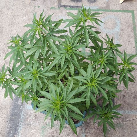 Special Kush #1 growlog timeline photo
