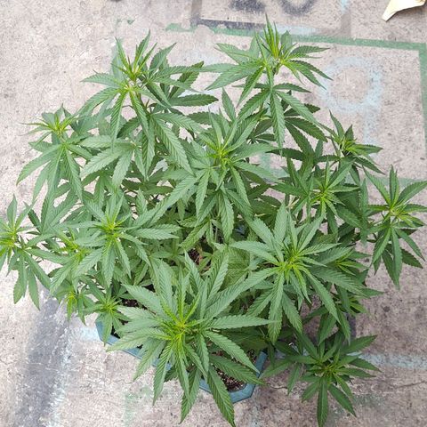 Special Kush #1 growlog timeline photo