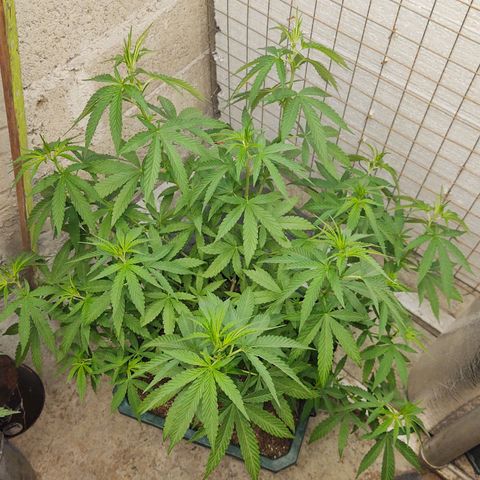 Special Kush #1 growlog timeline photo