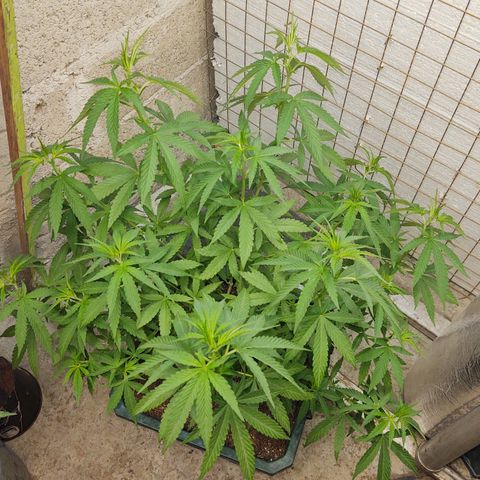Special Kush #1 growlog timeline photo