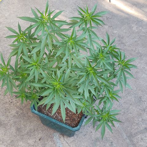 Special Kush #1 growlog timeline photo