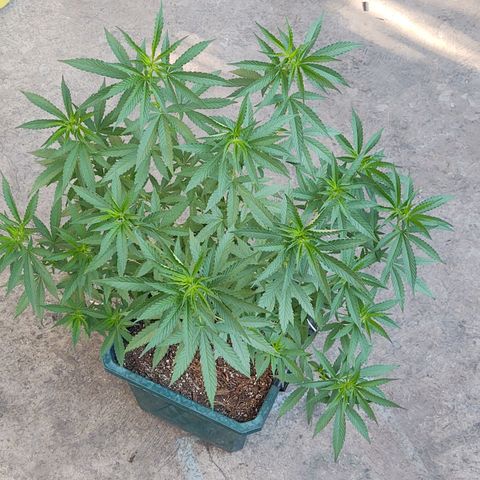 Special Kush #1 growlog timeline photo