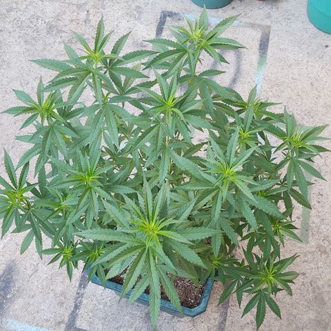 Special Kush #1 growlog timeline photo