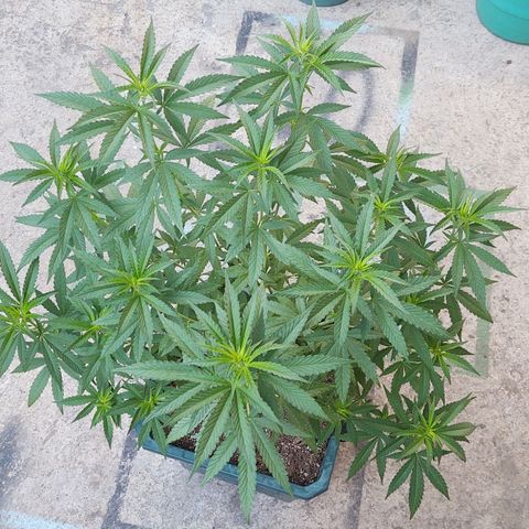 Special Kush #1 growlog timeline photo