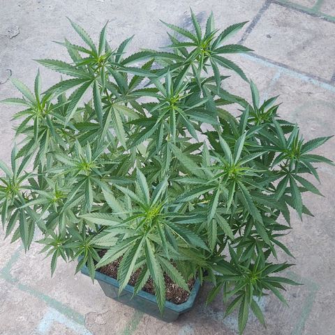 Special Kush #1 growlog timeline photo