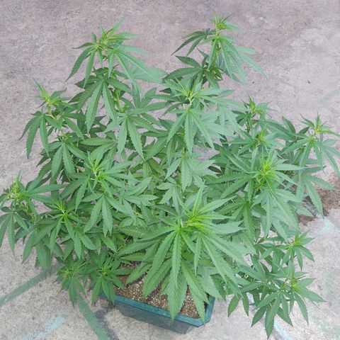 Special Kush #1 growlog timeline photo