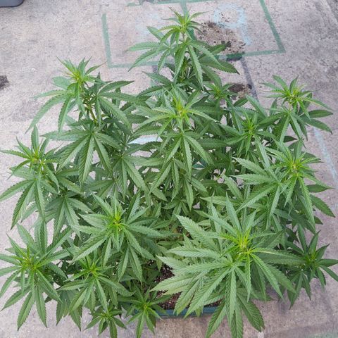 Special Kush #1 growlog timeline photo