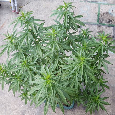 Special Kush #1 growlog timeline photo