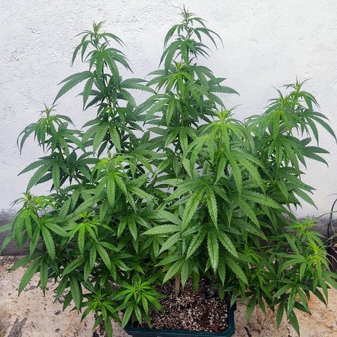 Special Kush #1 growlog timeline photo