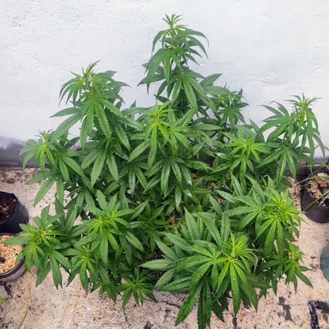 Special Kush #1 growlog timeline photo