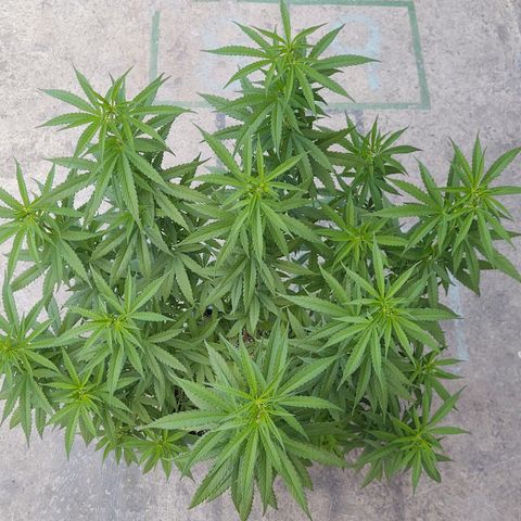 Special Kush #1 growlog timeline photo