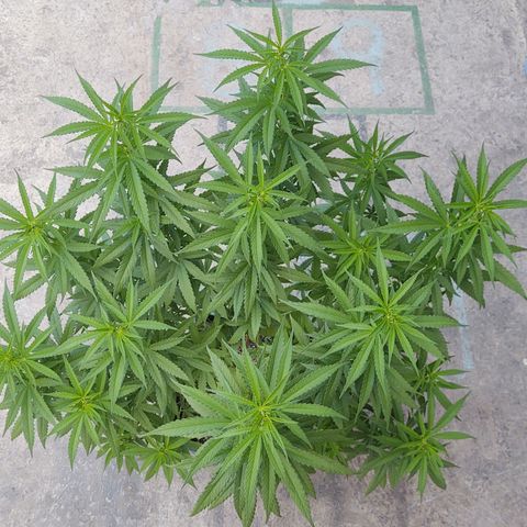 Special Kush #1 growlog timeline photo