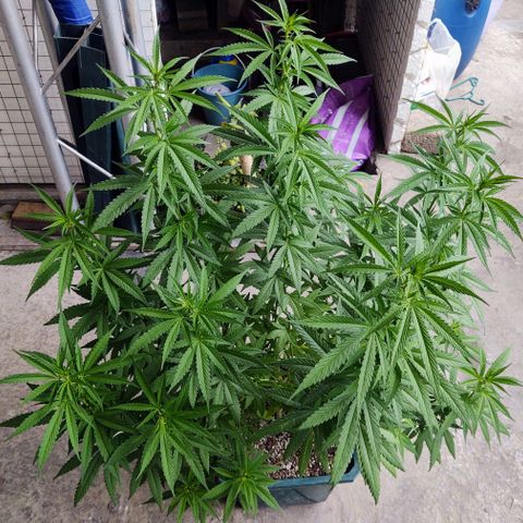 Special Kush #1 growlog timeline photo