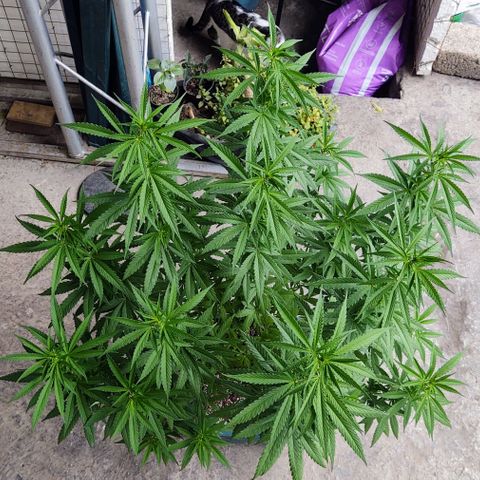 Special Kush #1 growlog timeline photo