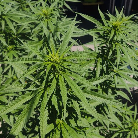 Special Kush #1 growlog timeline photo