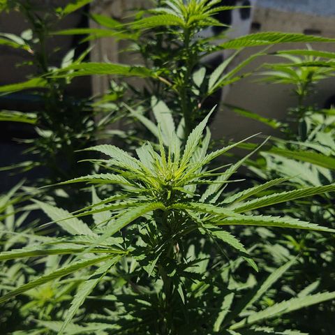 Special Kush #1 growlog timeline photo