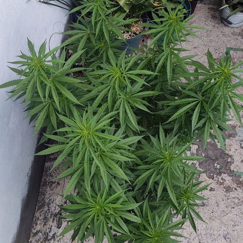 Special Kush #1 growlog timeline photo