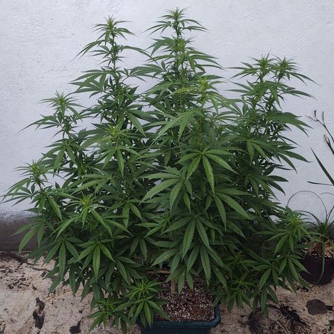 Special Kush #1 growlog timeline photo