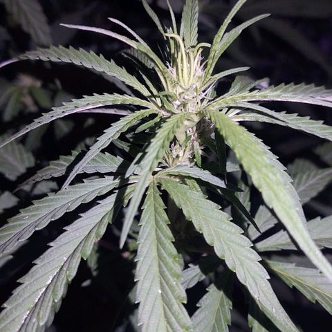 Special Kush #1 growlog timeline photo