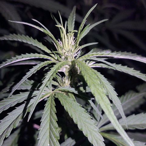 Special Kush #1 growlog timeline photo