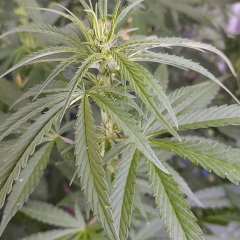 Special Kush #1 growlog timeline photo