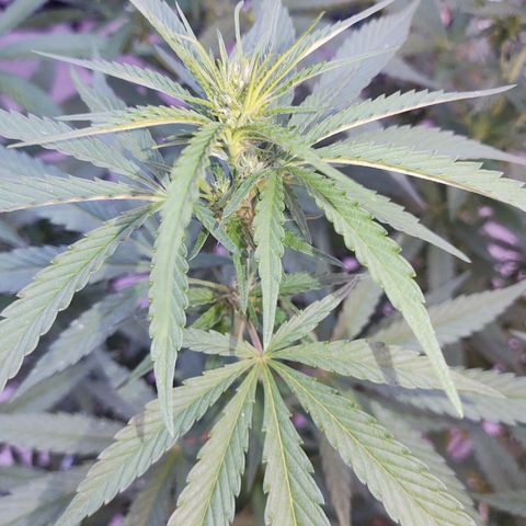 Special Kush #1 growlog timeline photo