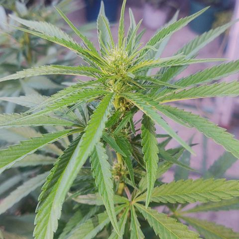 Special Kush #1 growlog timeline photo