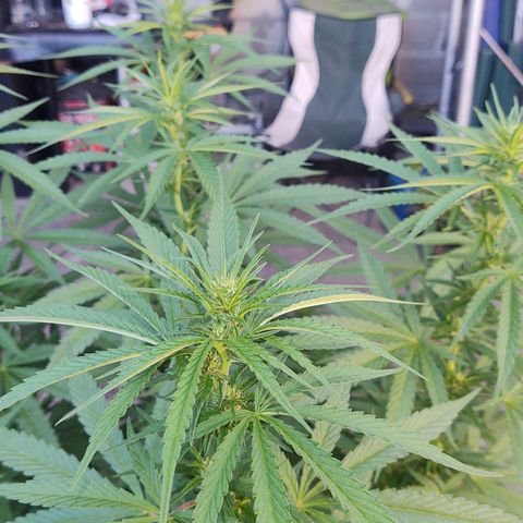 Special Kush #1 growlog timeline photo