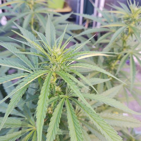 Special Kush #1 growlog timeline photo