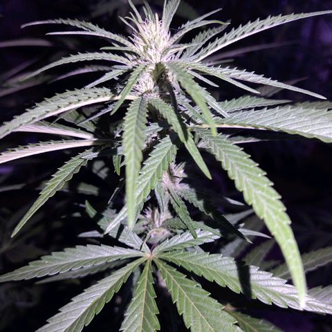 Special Kush #1 growlog timeline photo