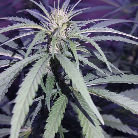 Special Kush #1 growlog timeline photo