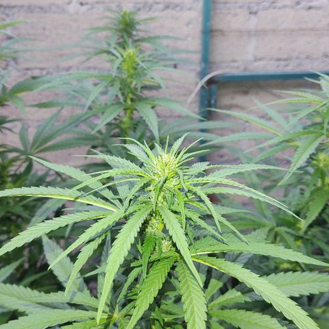 Special Kush #1 growlog timeline photo