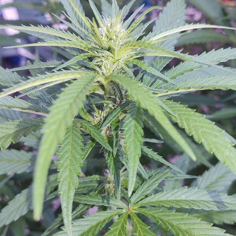 Special Kush #1 growlog timeline photo