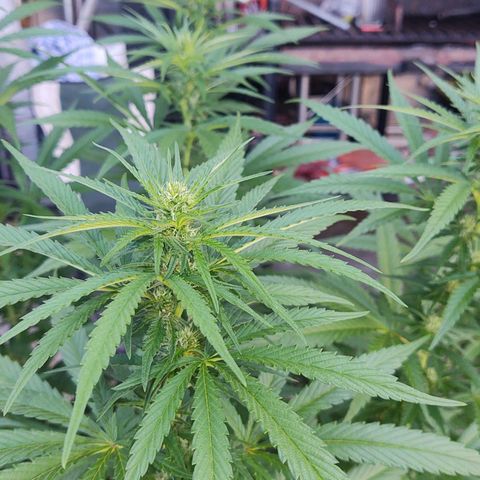 Special Kush #1 growlog timeline photo
